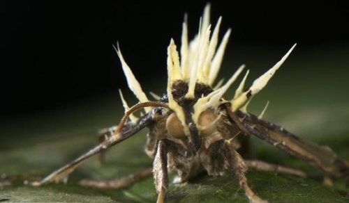 Cordyceps em uma mariposa